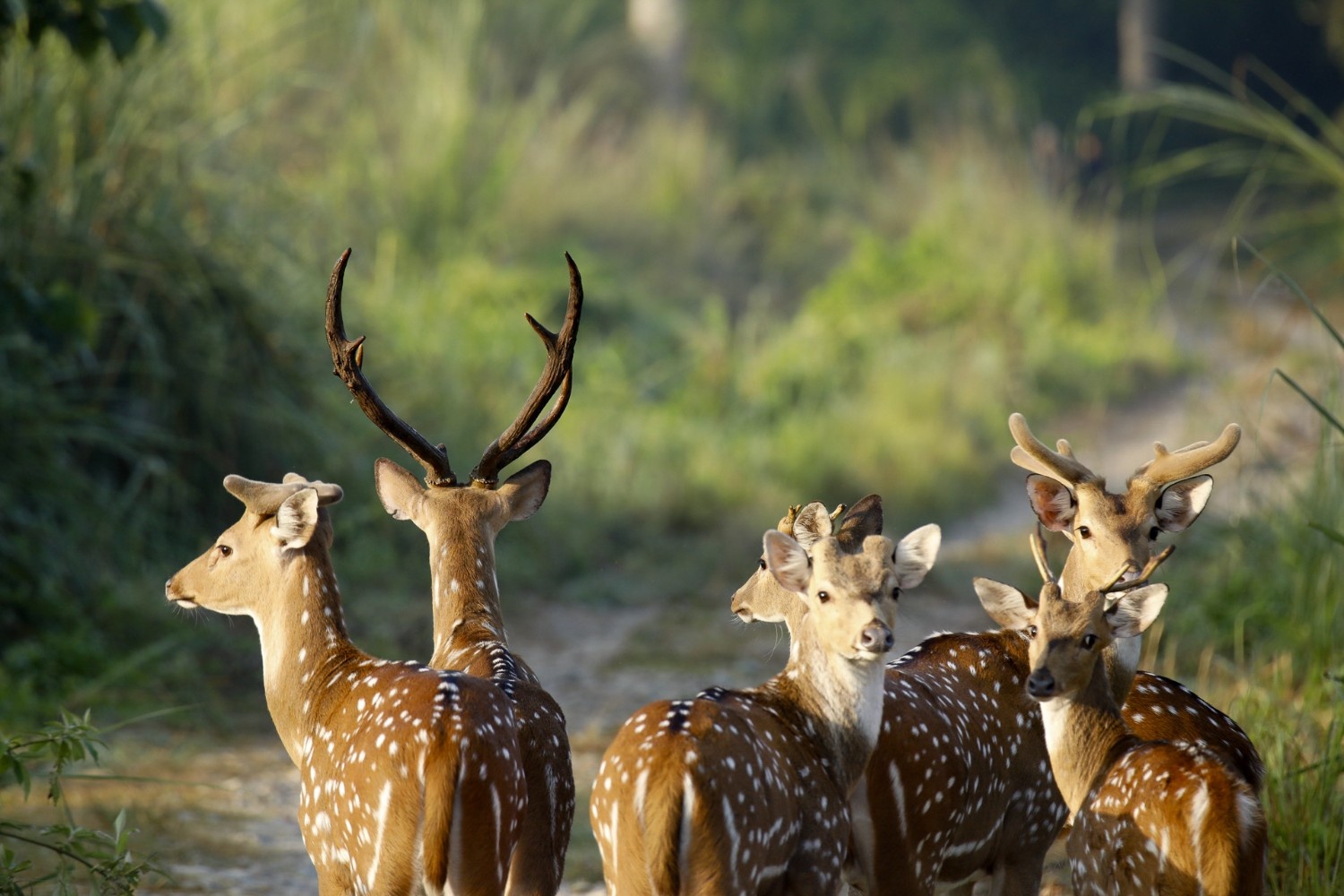 Jungle Safari In Chitwan National Park
