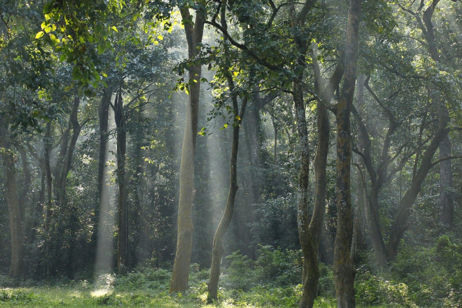Jungle Safari In Chitwan National Park