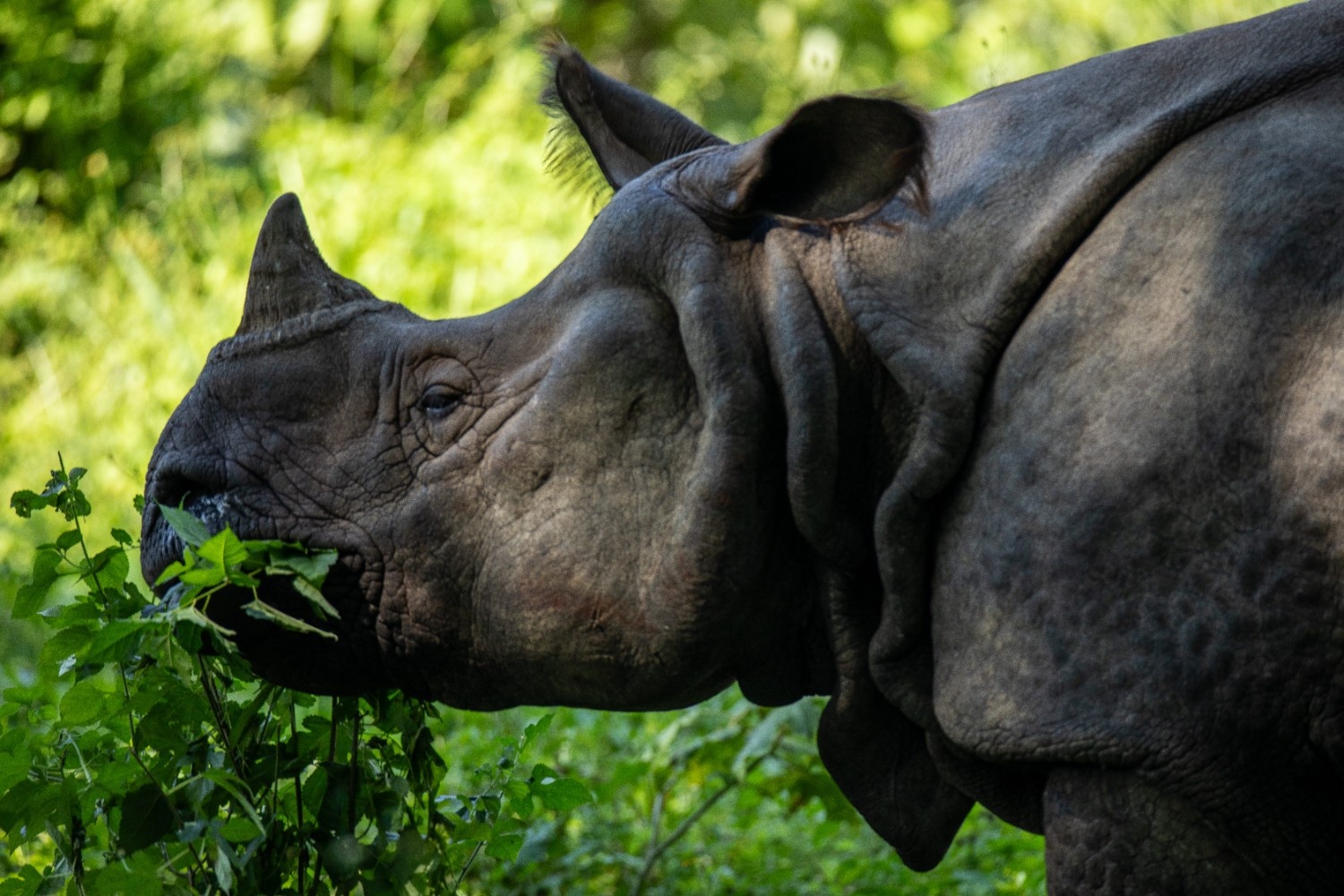 Jungle Safari In Chitwan National Park