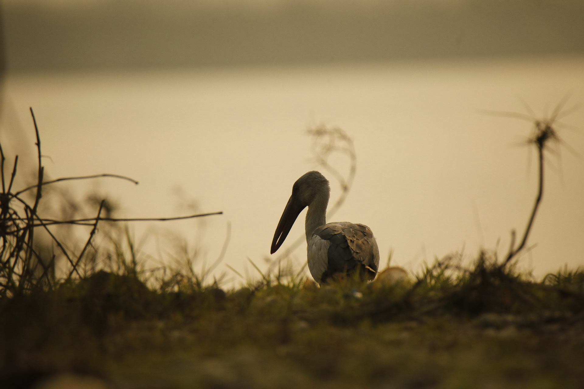 Responsible Birding Expedition – Chitwan | 2 Nights & 3 Days
