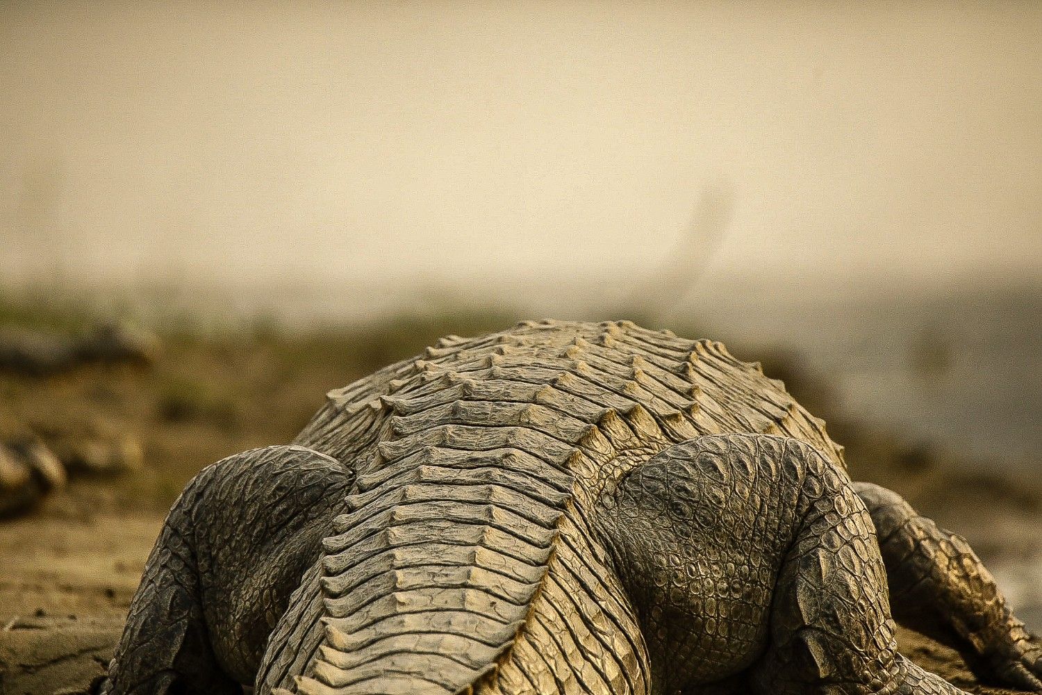 Jungle Safari In Chitwan National Park