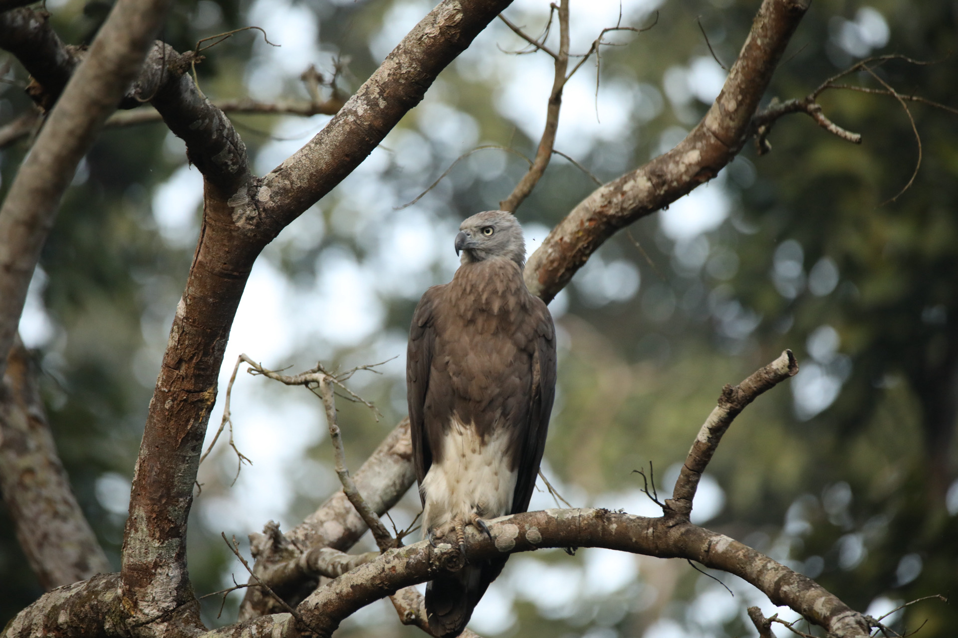 Responsible Birding Expedition – Chitwan | 2 Nights & 3 Days