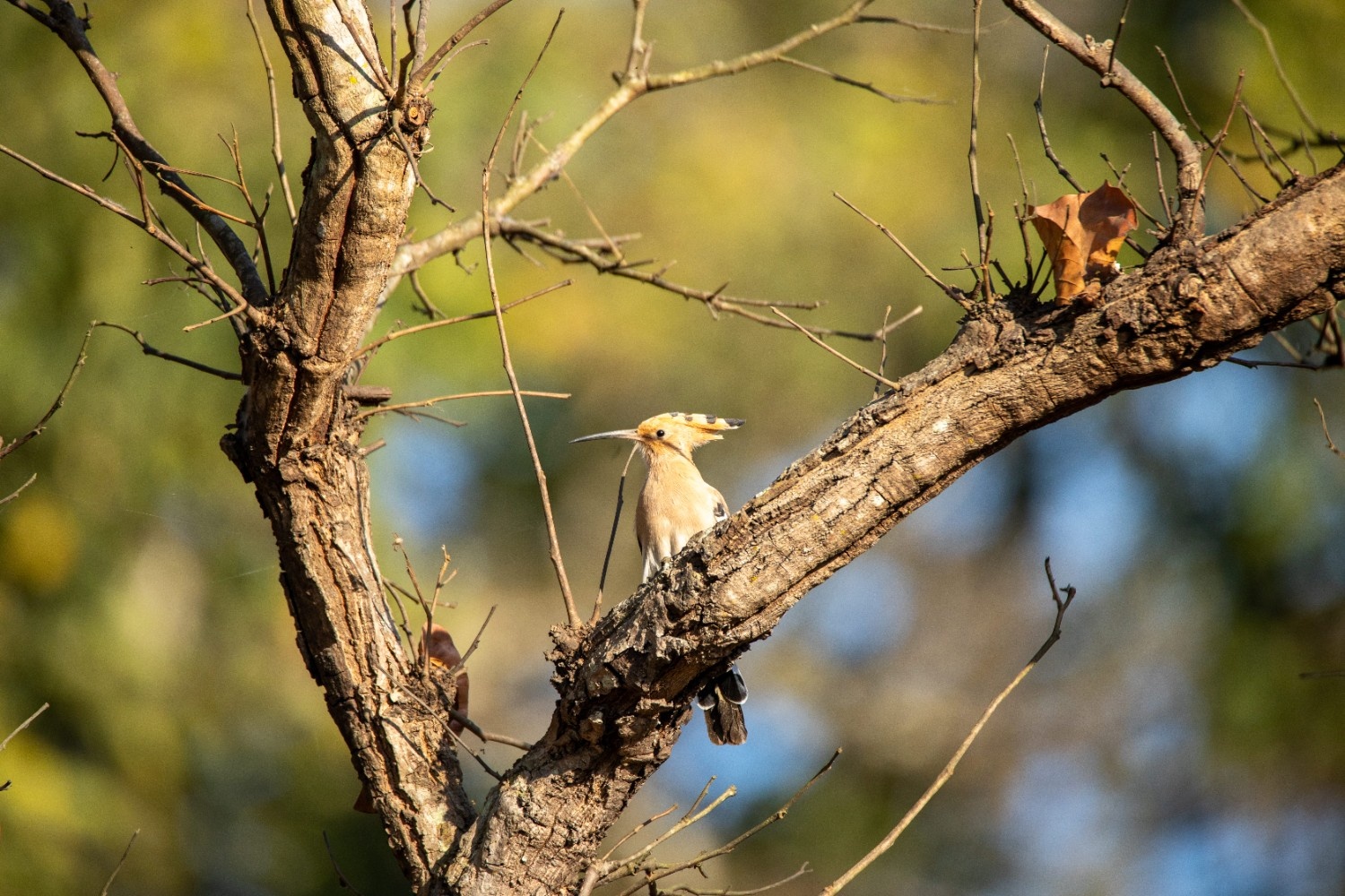Responsible Birding Expedition – Chitwan | 2 Nights & 3 Days