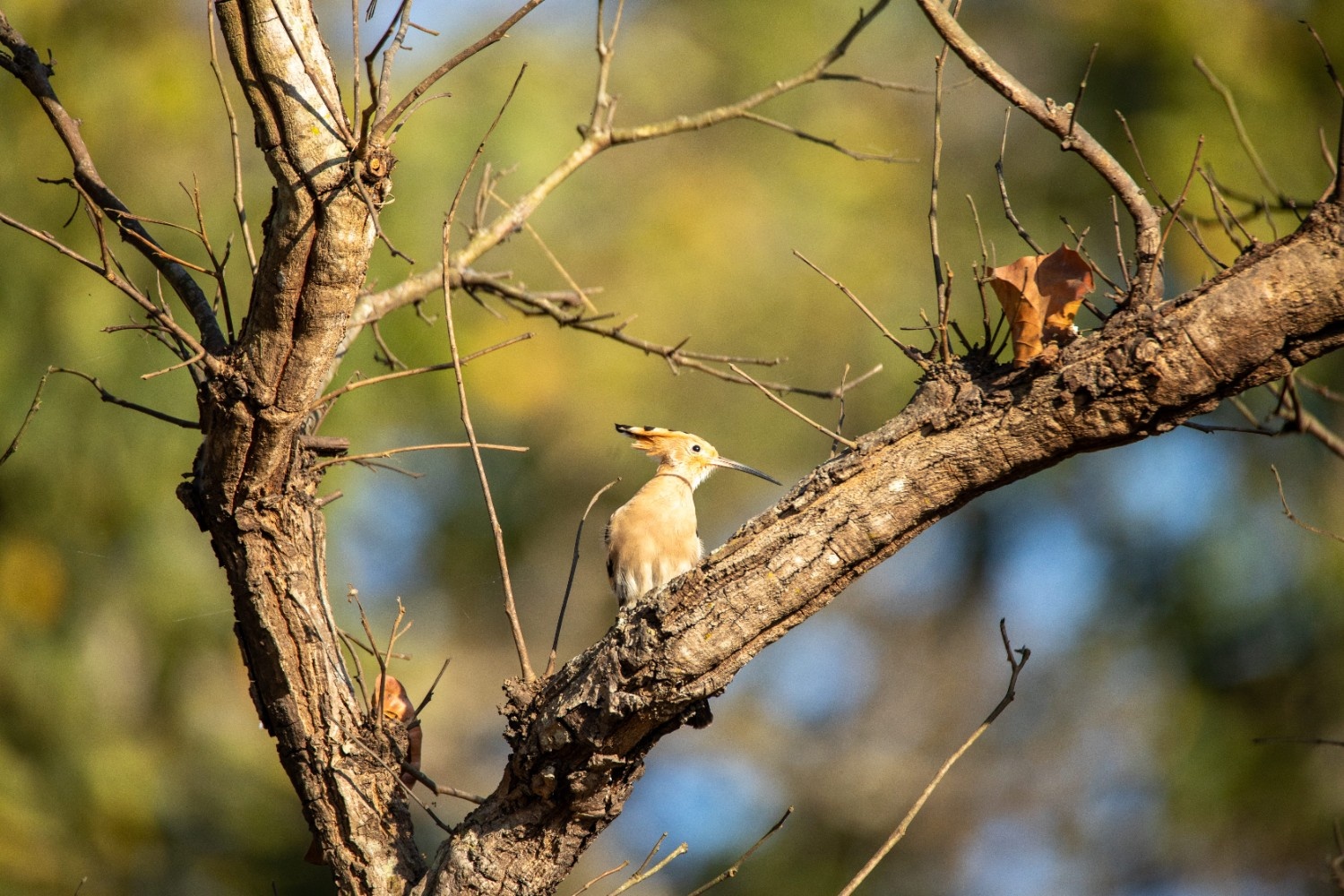 Nepal Birding Expedition: Chitwan Jungles to the High Himalayas