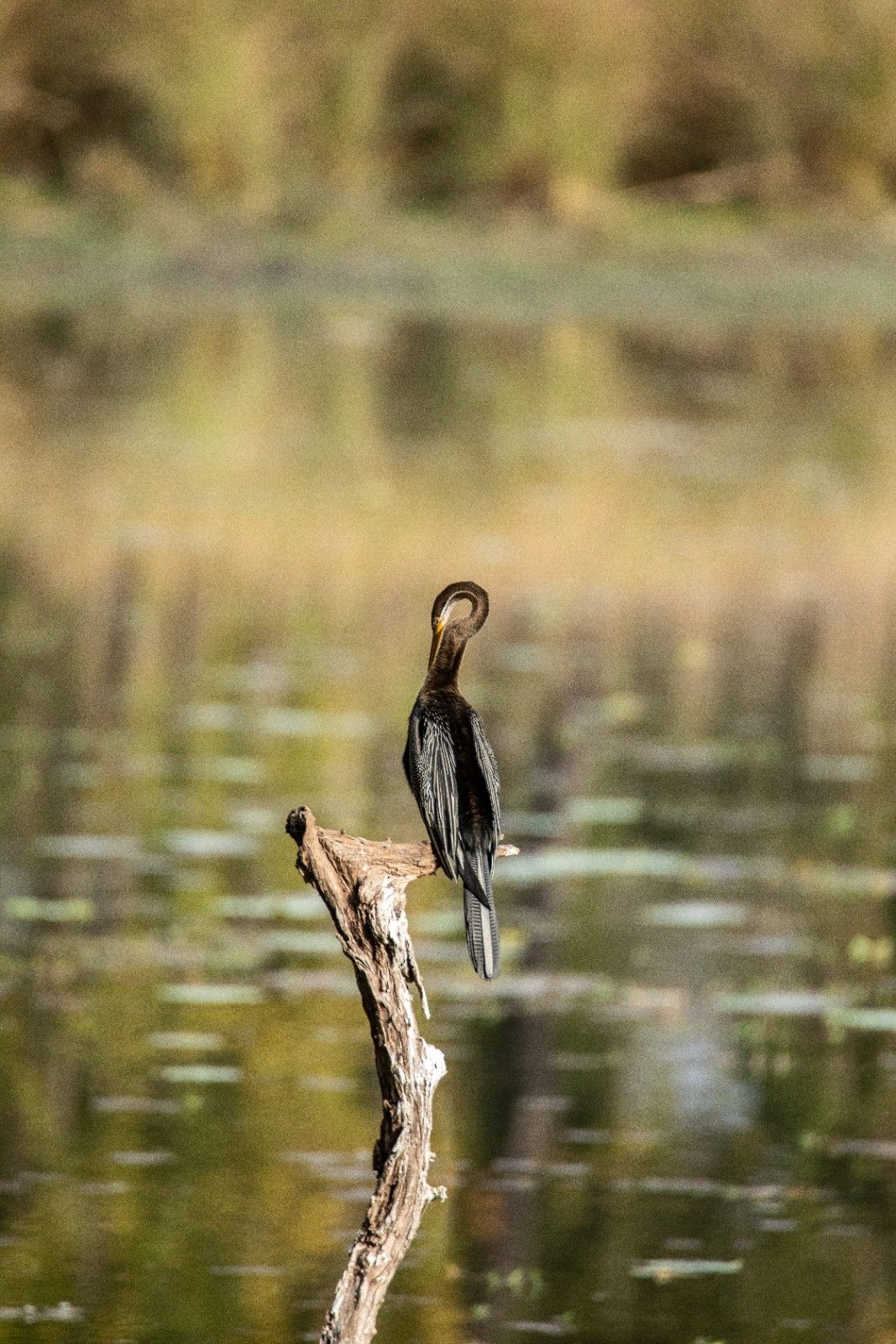 Responsible Birding Expedition – Chitwan | 2 Nights & 3 Days
