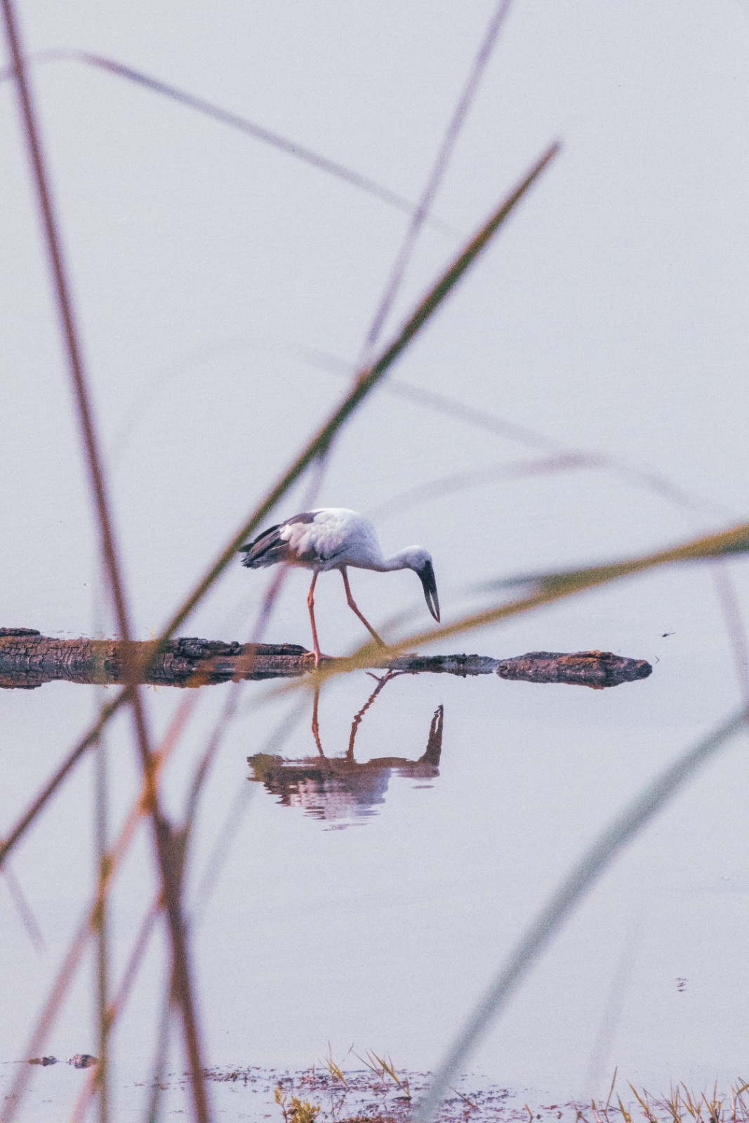 Sunrise Birdwatching