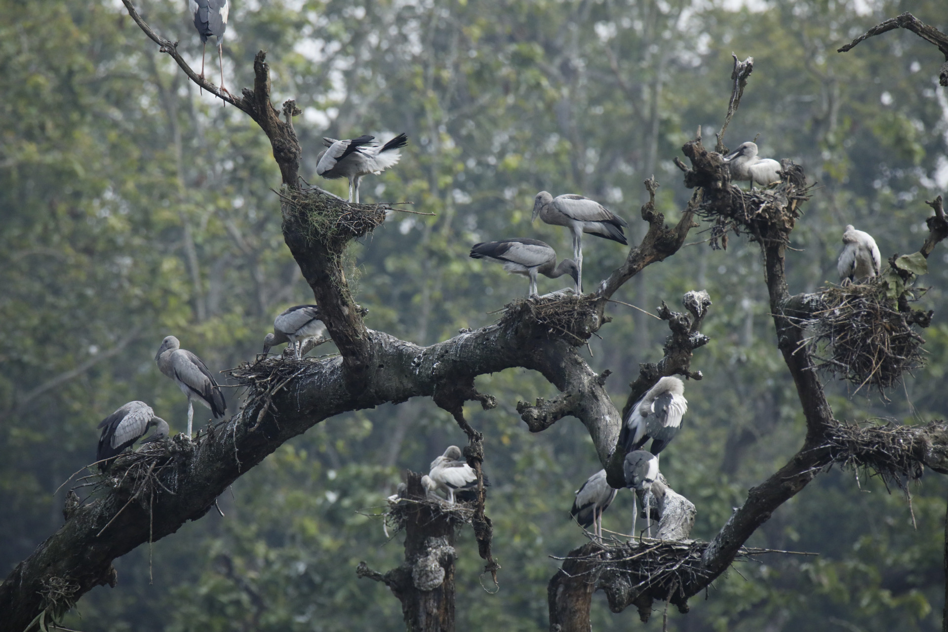 Responsible Birding Expedition – Chitwan | 2 Nights & 3 Days