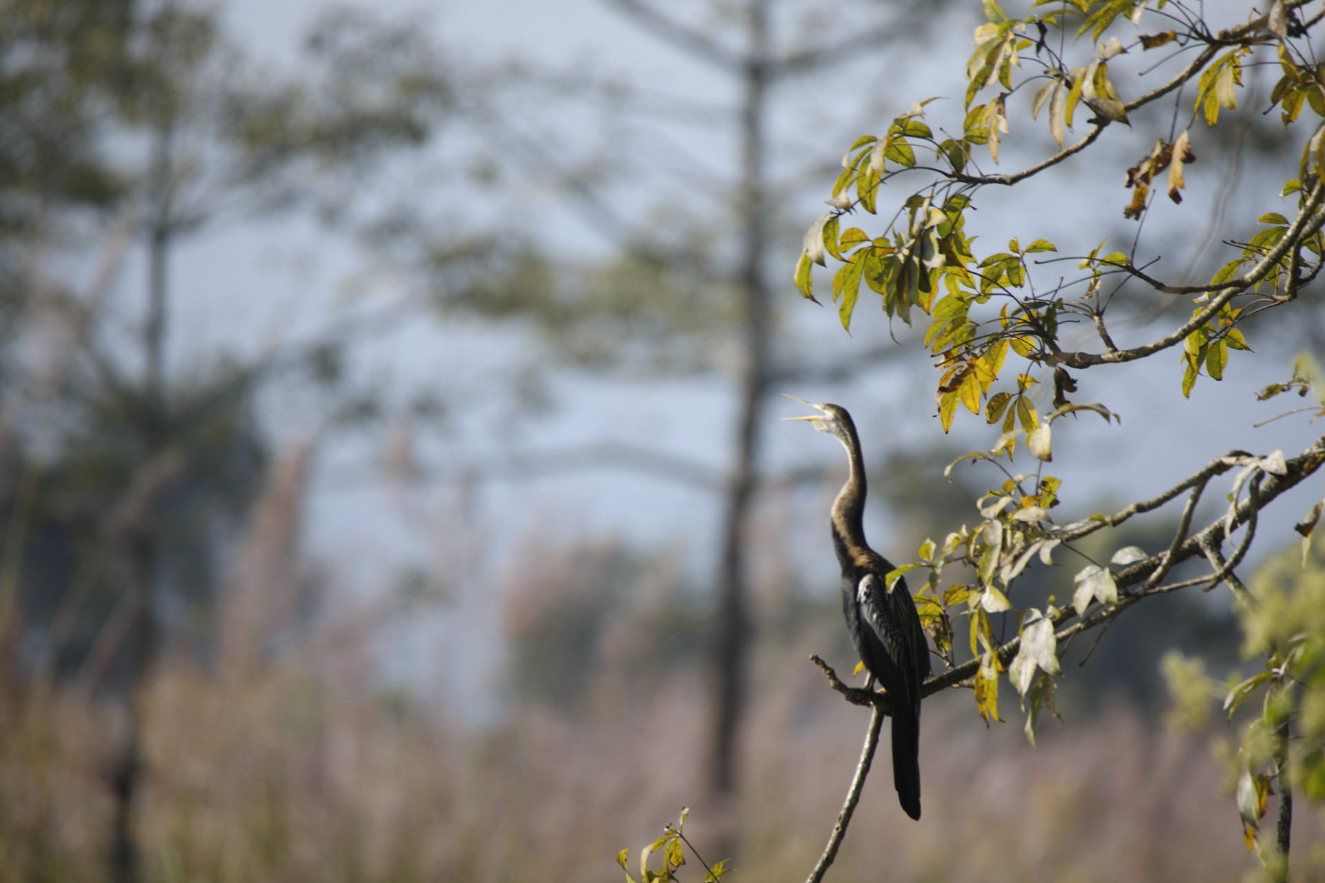 Nepal Birding Expedition: Chitwan Jungles to the High Himalayas