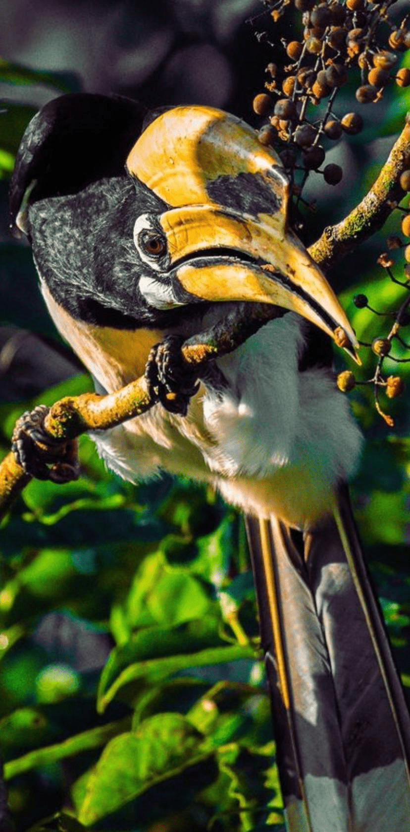 Responsible Birding Expedition – Chitwan | 2 Nights & 3 Days